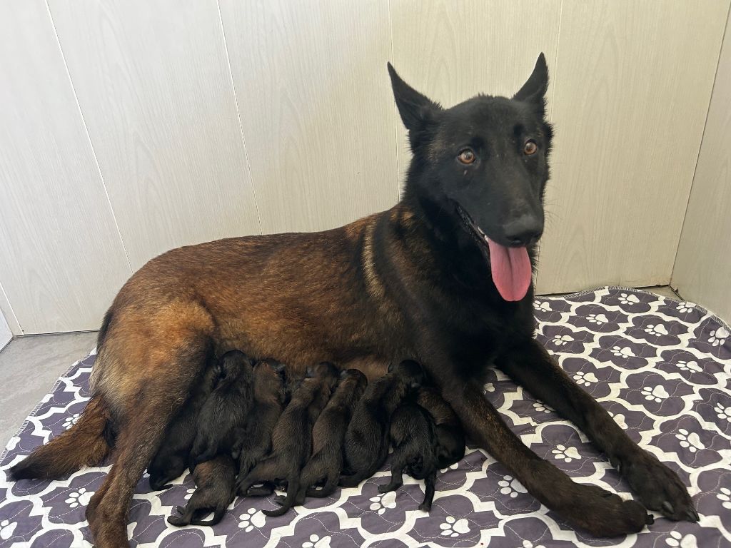 chiot Berger Belge De La Butte Des Crocs Blancs