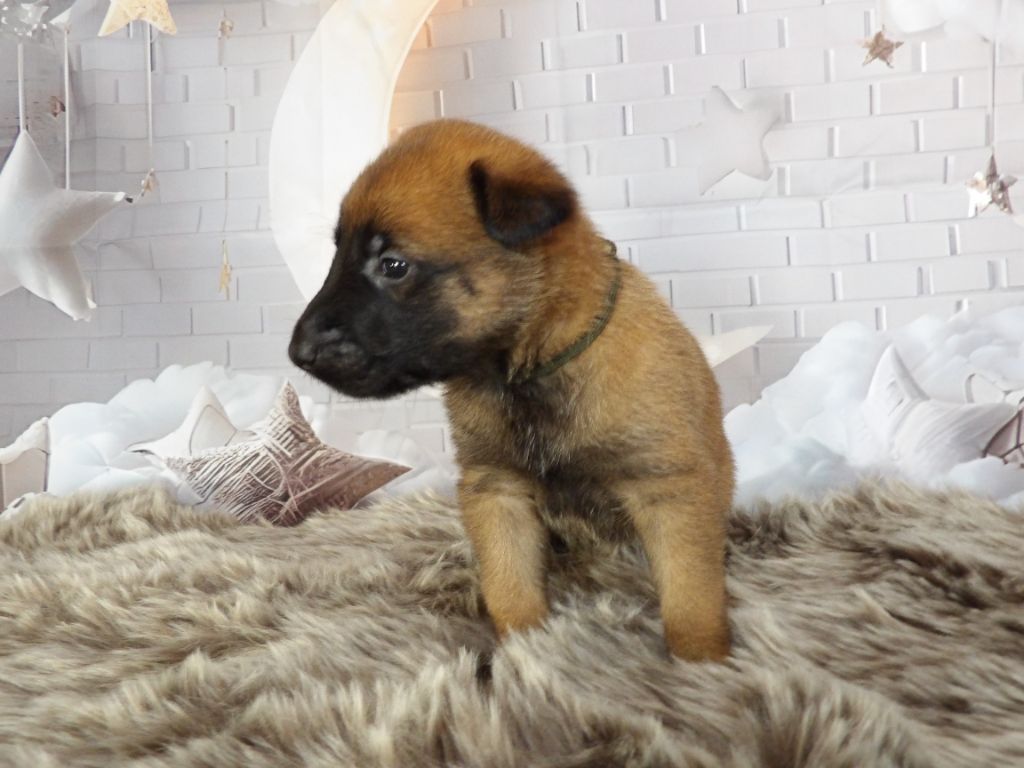 De La Butte Des Crocs Blancs - Chiot disponible  - Berger Belge