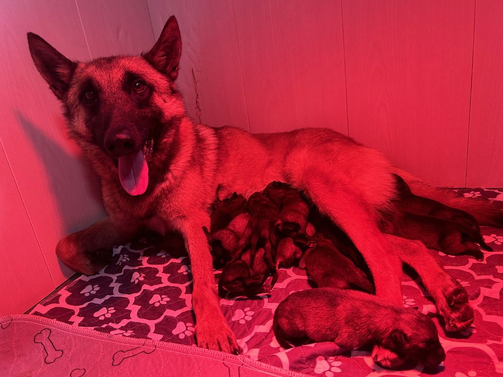 chiot Berger Belge De La Butte Des Crocs Blancs