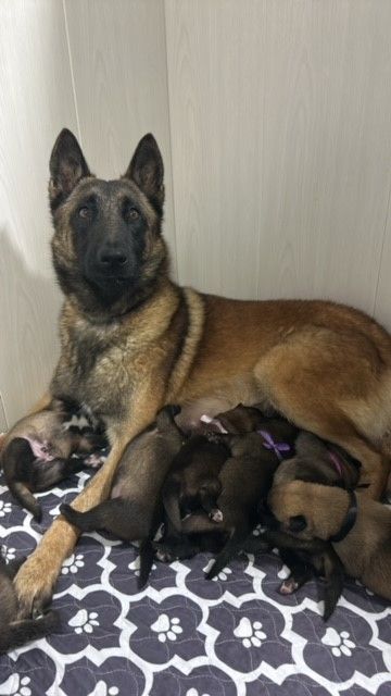 chiot Berger Belge De La Butte Des Crocs Blancs