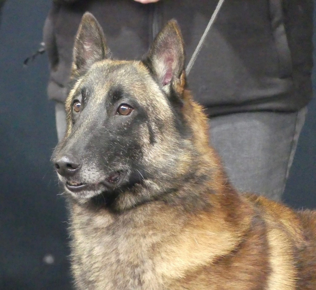 CH. Symus Des Gardiens De La Cigogne