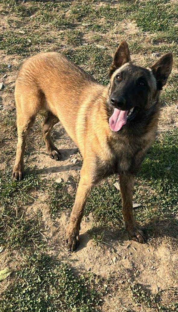 Athéna De La Butte Des Crocs Blancs