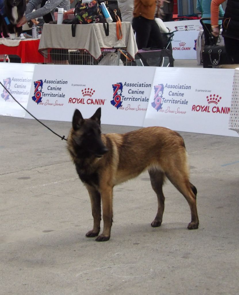 Athéna De La Butte Des Crocs Blancs