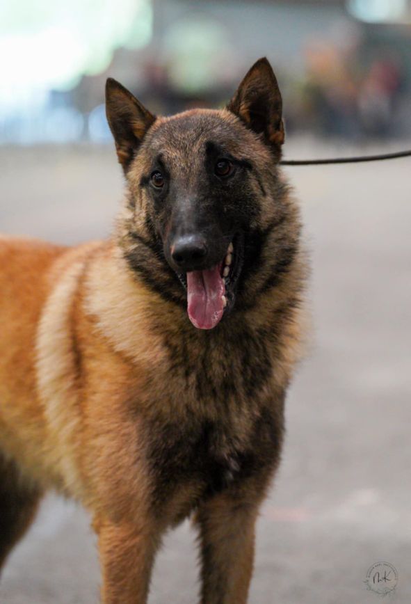 Vero campione De La Butte Des Crocs Blancs
