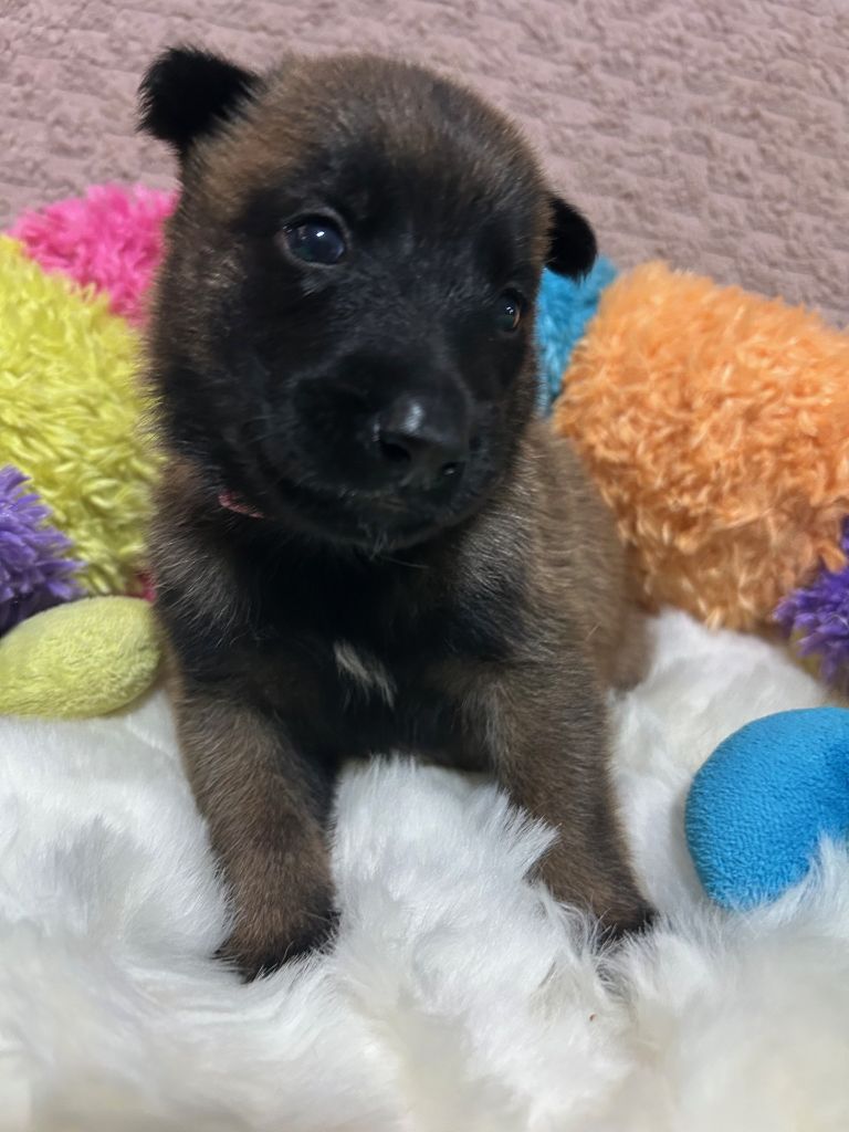 De La Butte Des Crocs Blancs - Chiots disponibles - Berger Belge