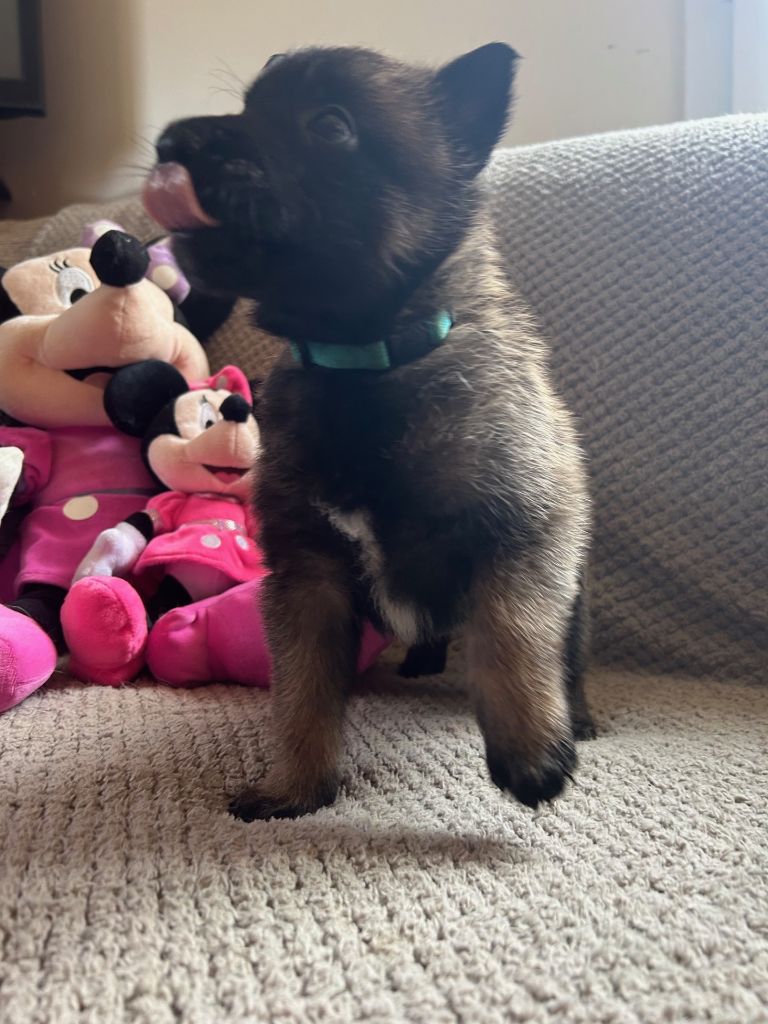 De La Butte Des Crocs Blancs - Chiots disponibles - Berger Belge