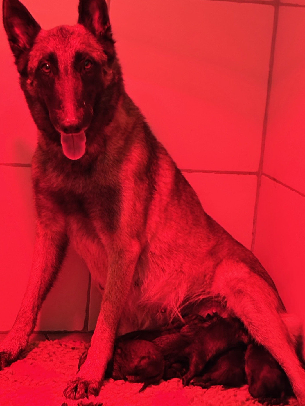 Chiot Berger Belge De La Butte Des Crocs Blancs