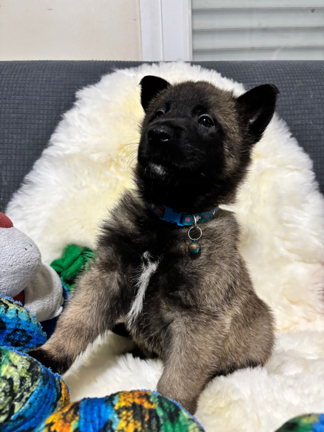 De La Butte Des Crocs Blancs - Chiots disponibles - Berger Belge