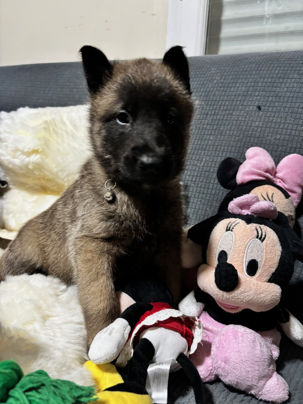 De La Butte Des Crocs Blancs - Chiots disponibles - Berger Belge