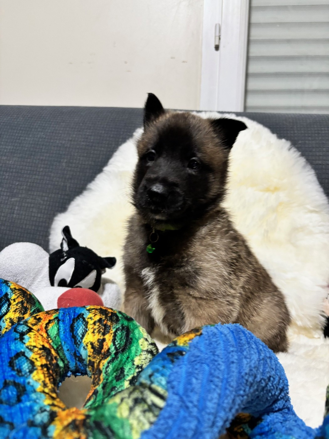 De La Butte Des Crocs Blancs - Chiots disponibles - Berger Belge