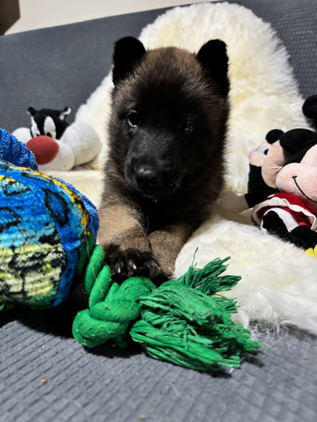De La Butte Des Crocs Blancs - Chiots disponibles - Berger Belge