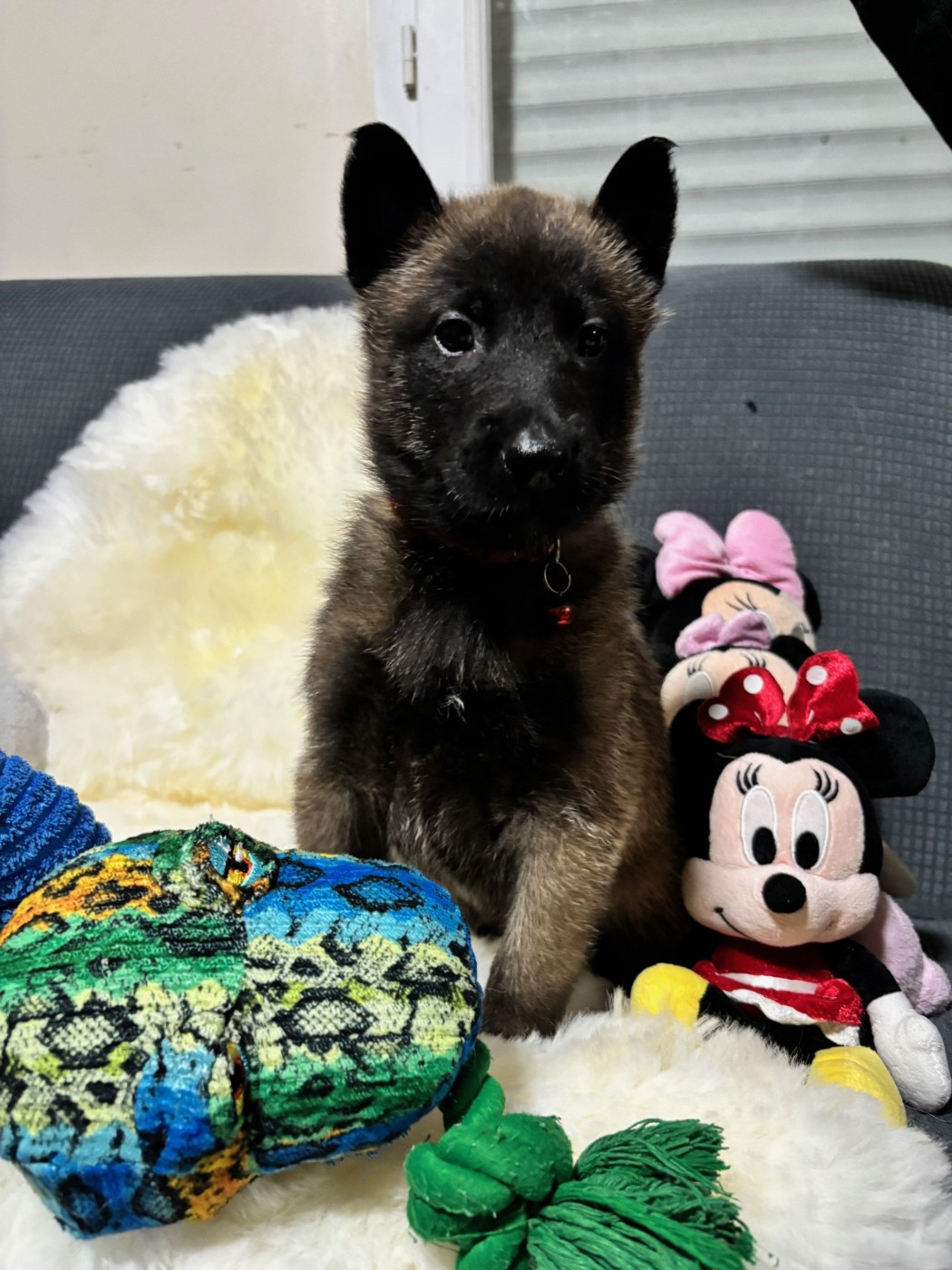 De La Butte Des Crocs Blancs - Chiots disponibles - Berger Belge