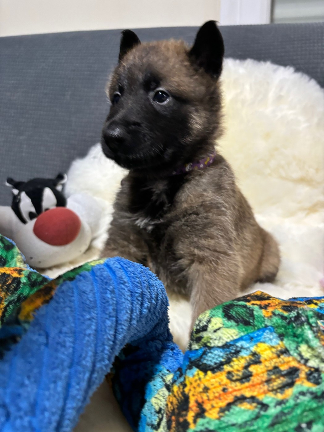 De La Butte Des Crocs Blancs - Chiots disponibles - Berger Belge