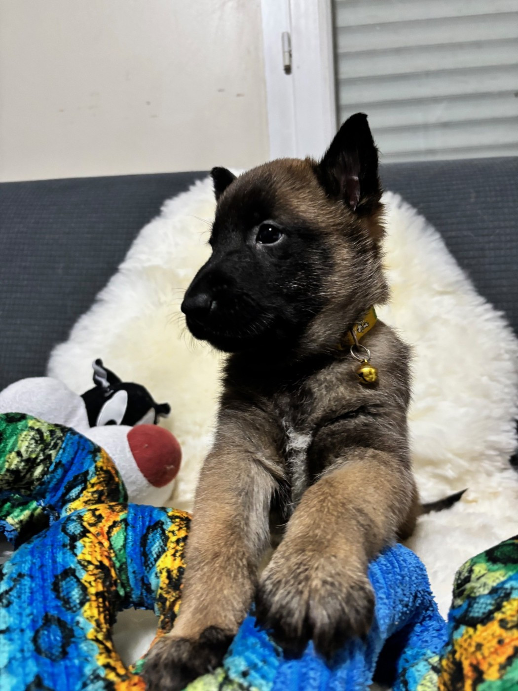 De La Butte Des Crocs Blancs - Chiots disponibles - Berger Belge