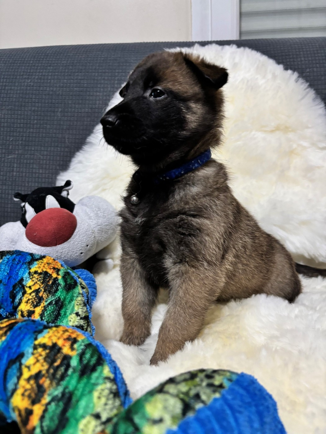 De La Butte Des Crocs Blancs - Chiots disponibles - Berger Belge