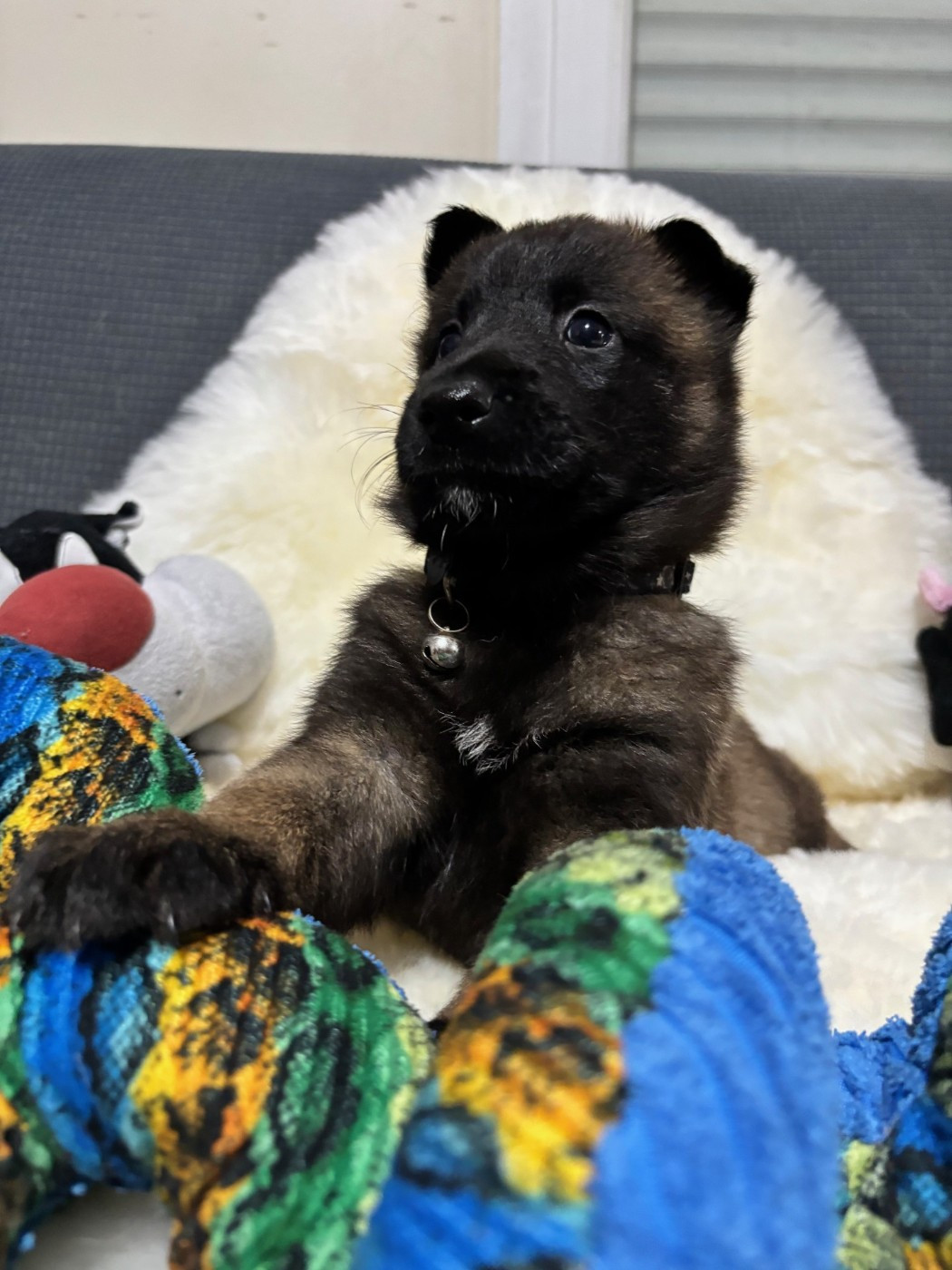 De La Butte Des Crocs Blancs - Chiots disponibles - Berger Belge