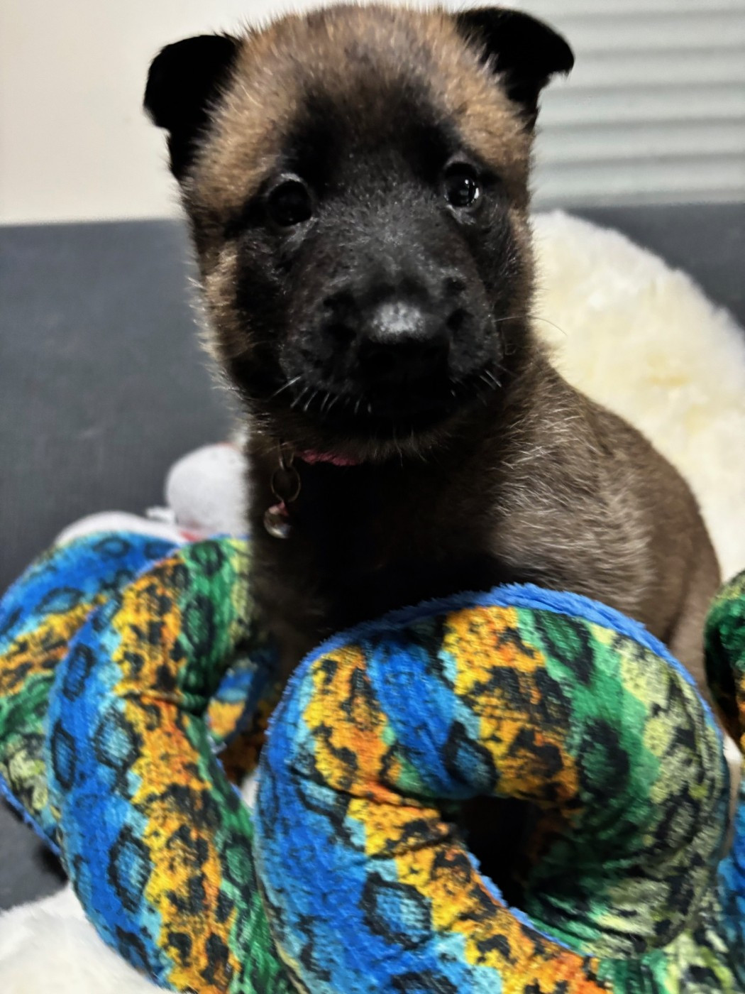 De La Butte Des Crocs Blancs - Chiots disponibles - Berger Belge