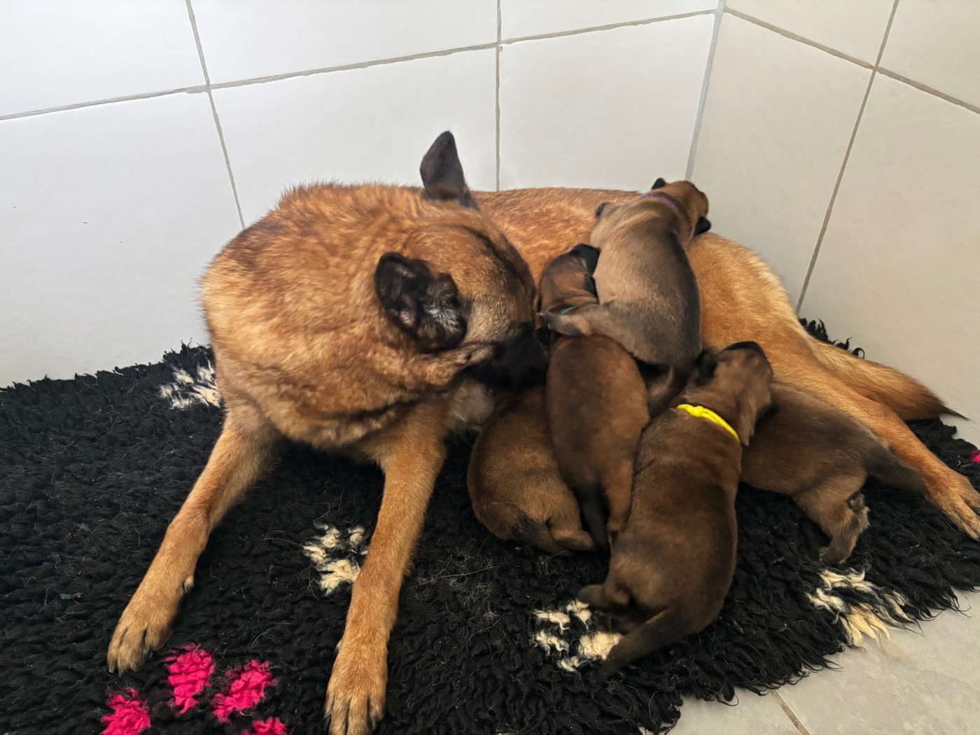 Chiot Berger Belge De La Butte Des Crocs Blancs