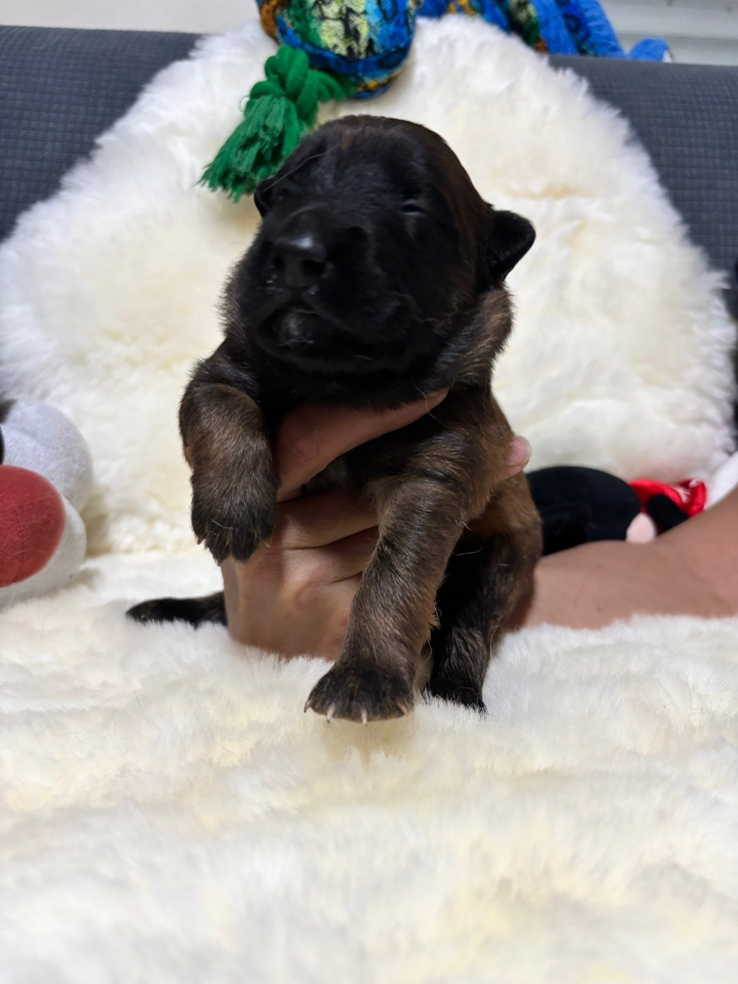 De La Butte Des Crocs Blancs - Chiots disponibles - Berger Belge