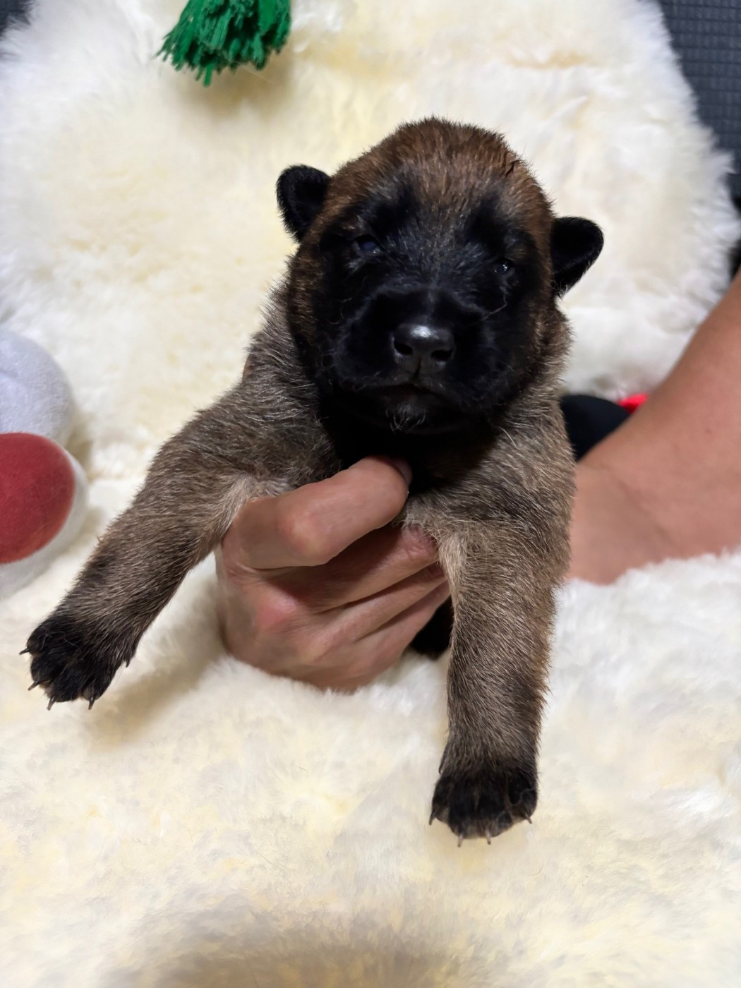 De La Butte Des Crocs Blancs - Chiots disponibles - Berger Belge