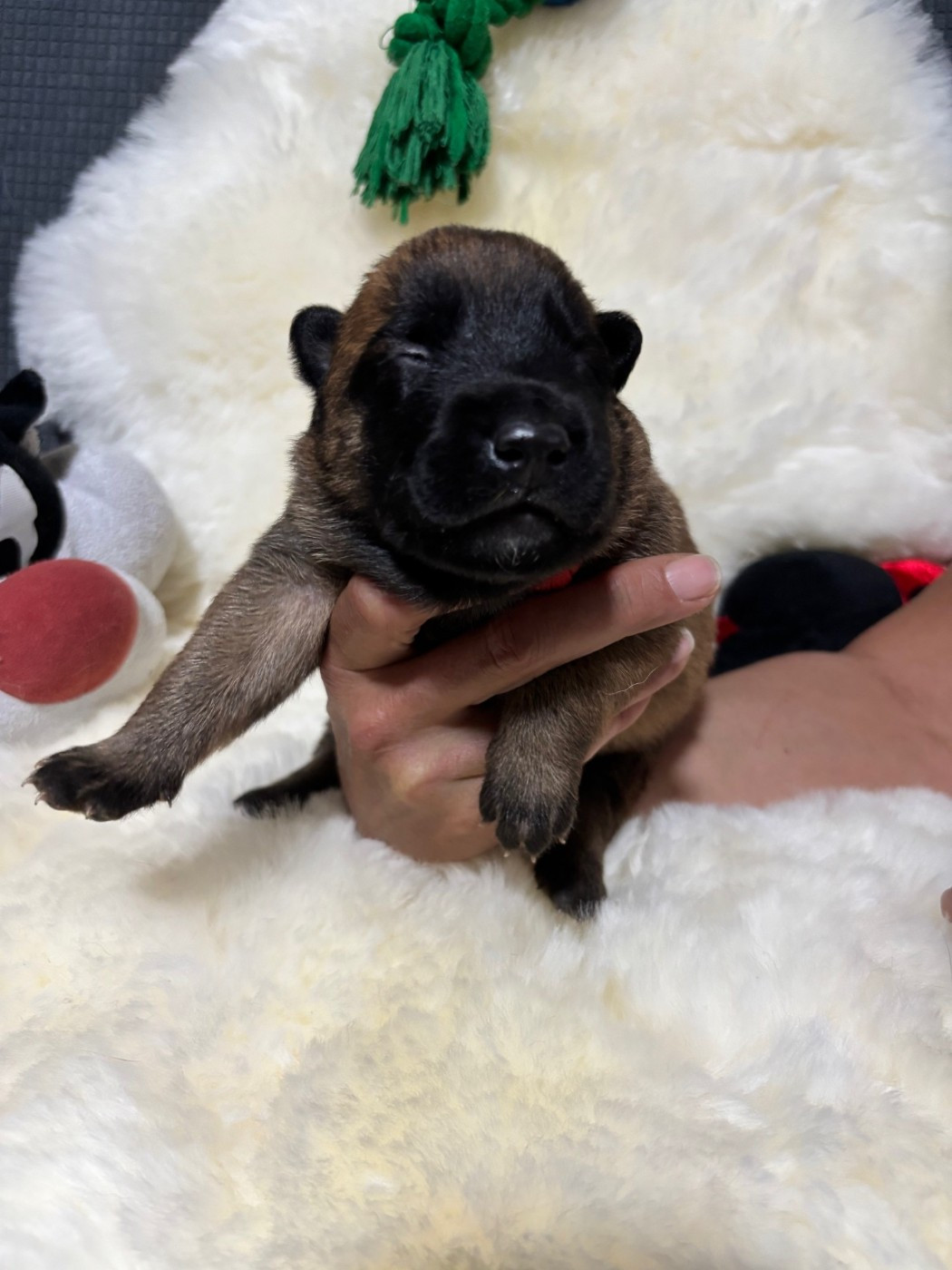 De La Butte Des Crocs Blancs - Chiots disponibles - Berger Belge