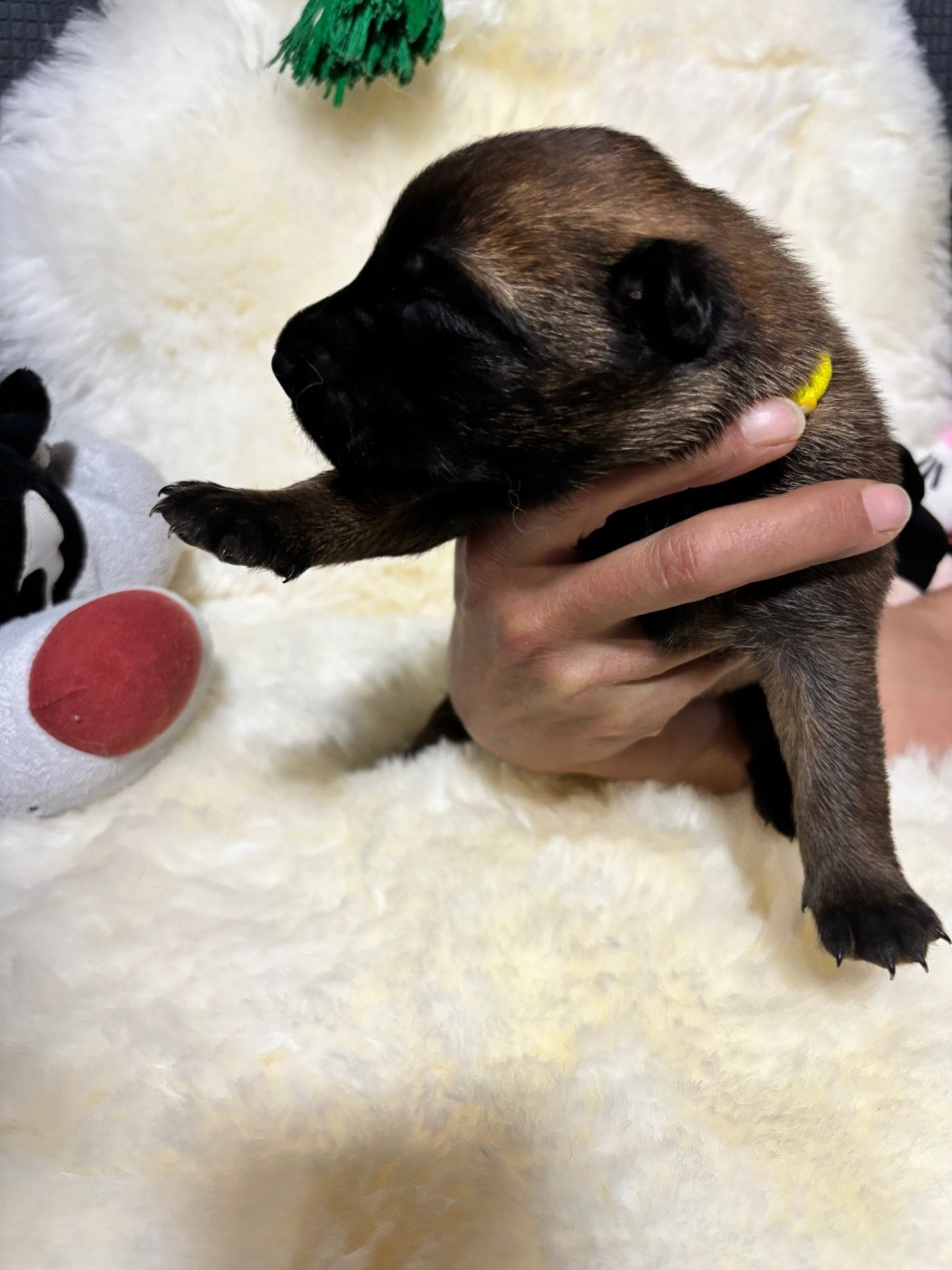 De La Butte Des Crocs Blancs - Chiots disponibles - Berger Belge