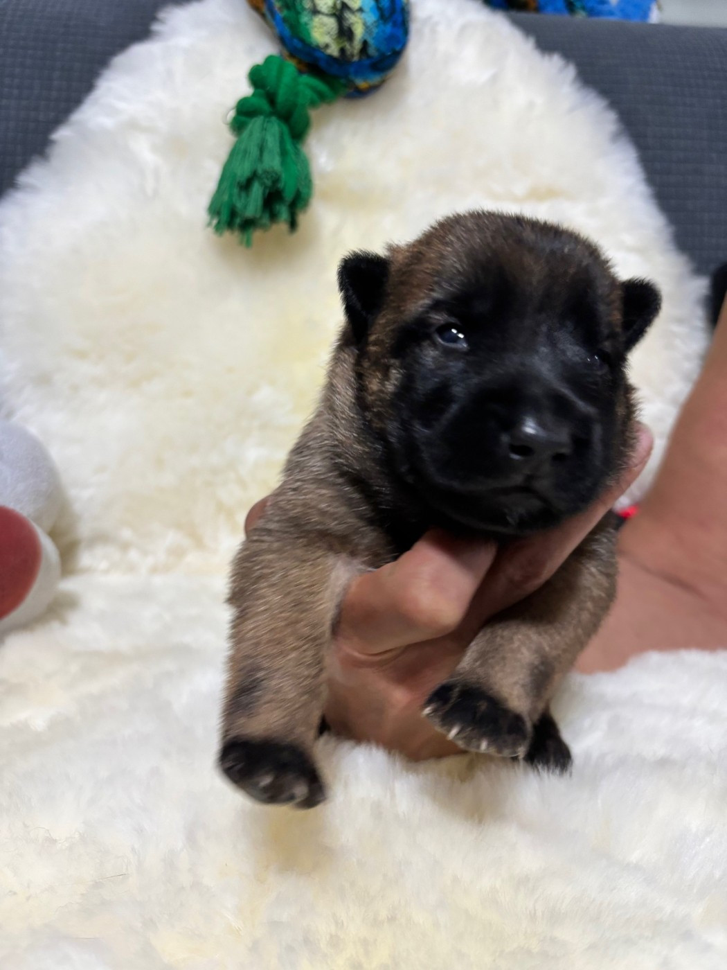 De La Butte Des Crocs Blancs - Chiots disponibles - Berger Belge