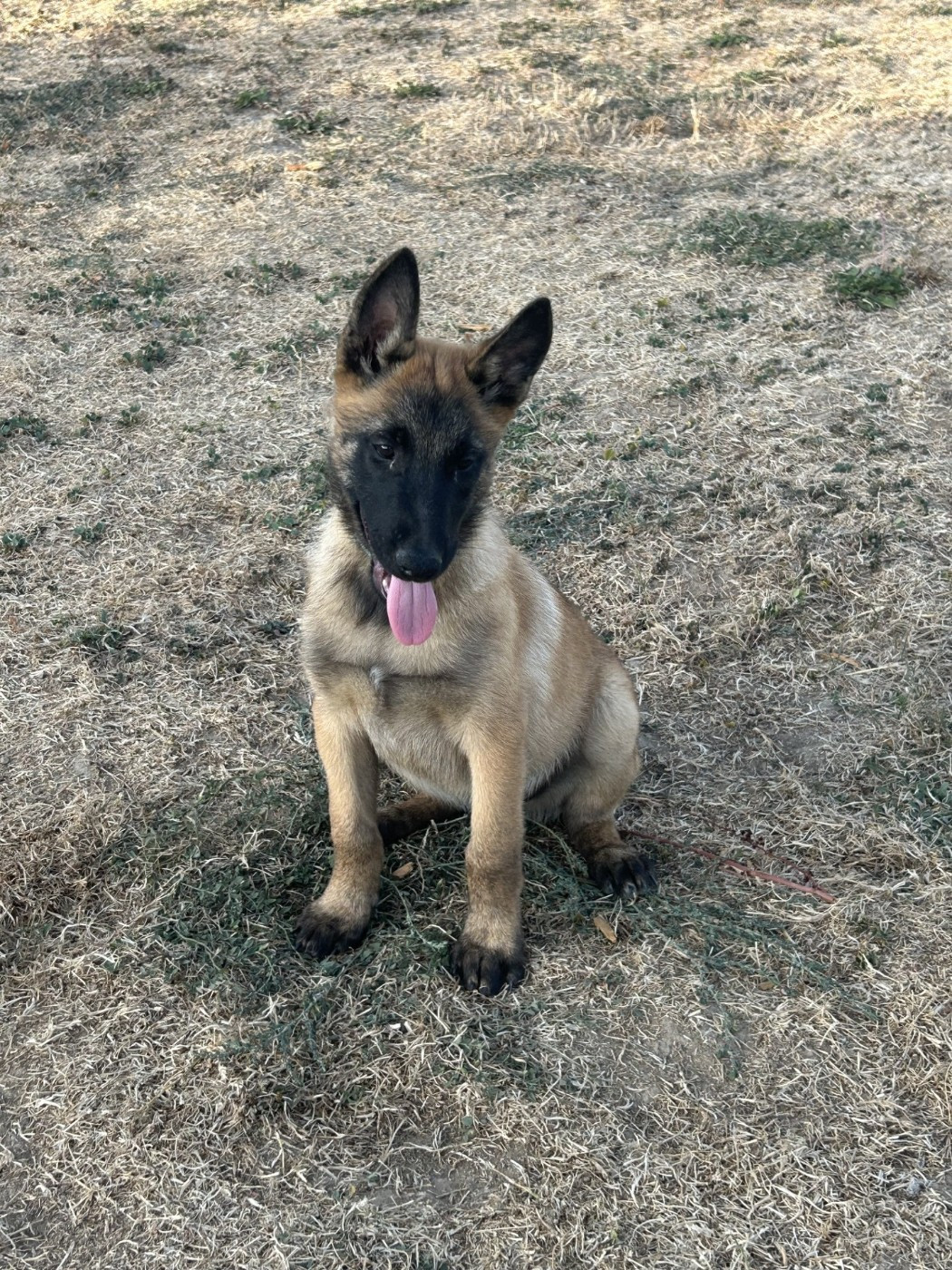 De La Butte Des Crocs Blancs - Chiots disponibles - Berger Belge