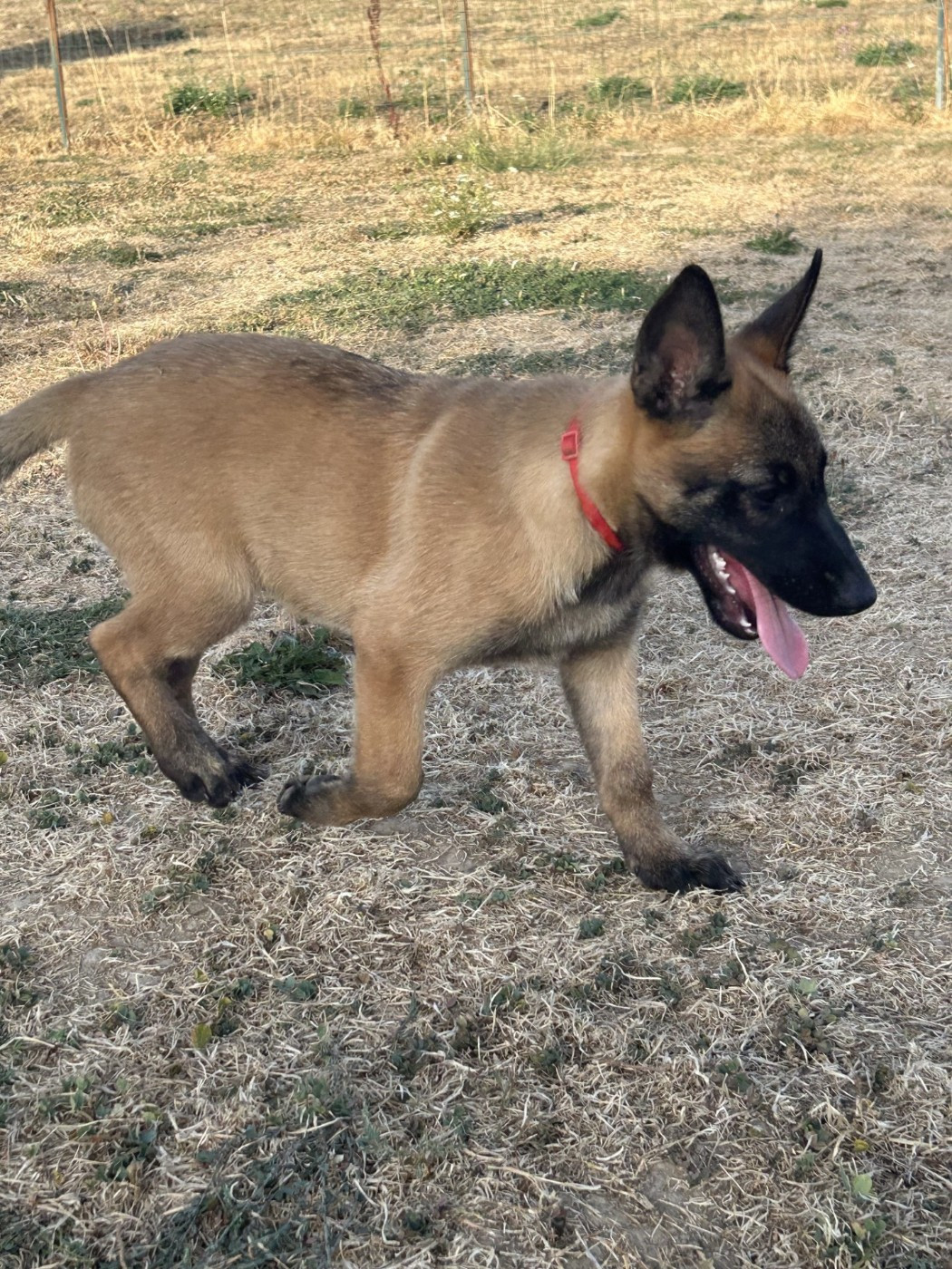 De La Butte Des Crocs Blancs - Chiots disponibles - Berger Belge