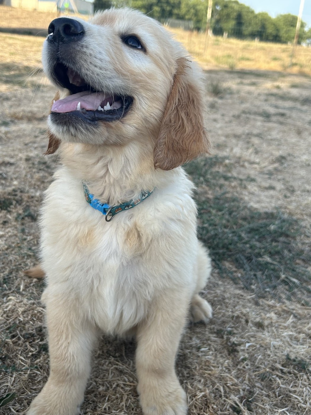 De La Butte Des Crocs Blancs - Chiots disponibles - Golden Retriever