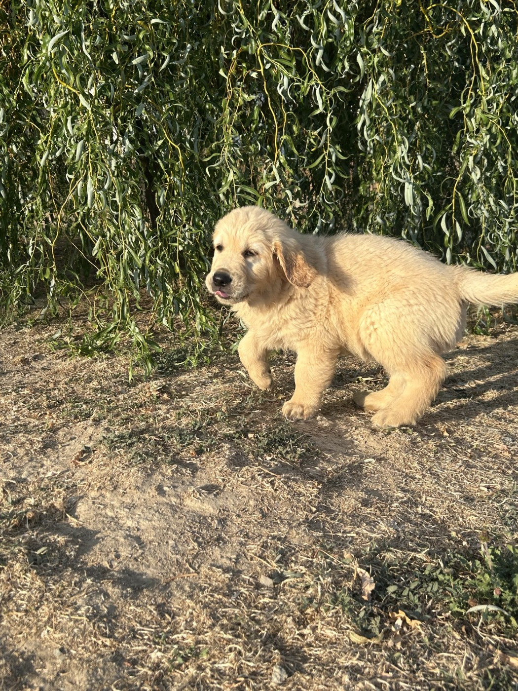 De La Butte Des Crocs Blancs - Chiots disponibles - Golden Retriever