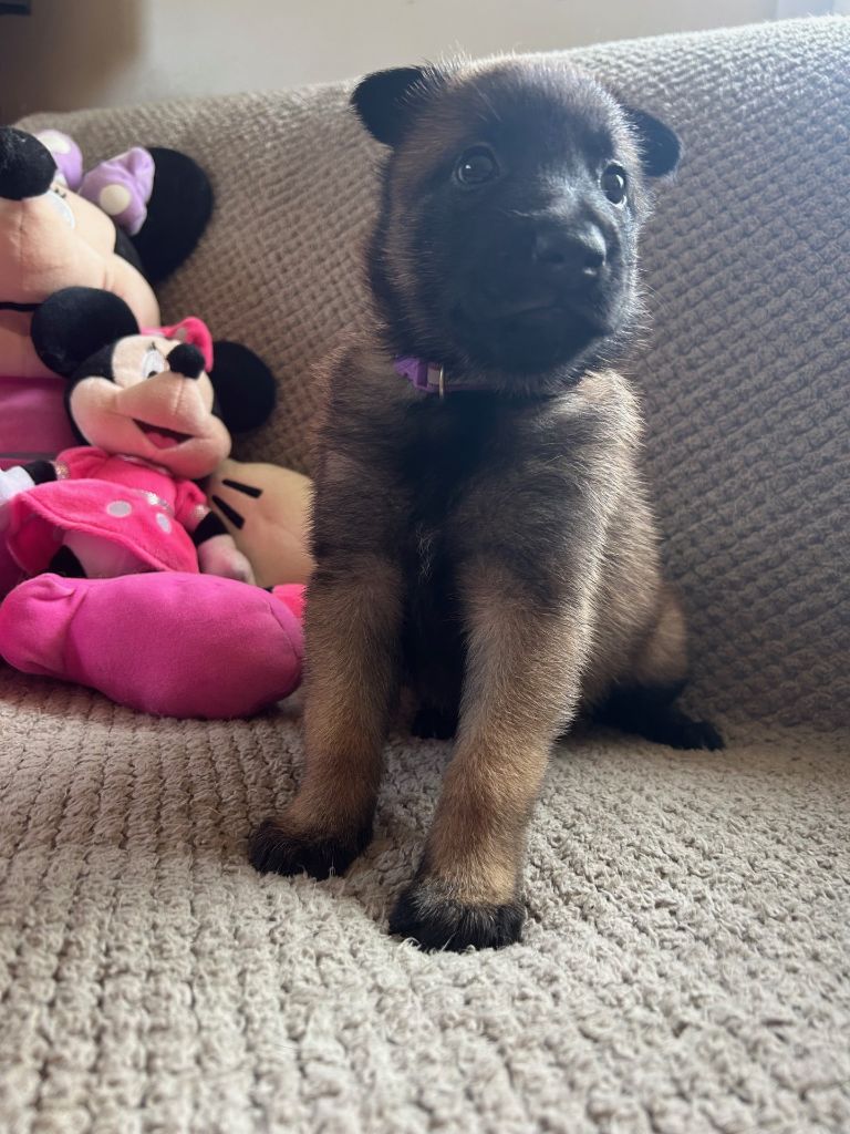 De La Butte Des Crocs Blancs - Chiots disponibles - Berger Belge
