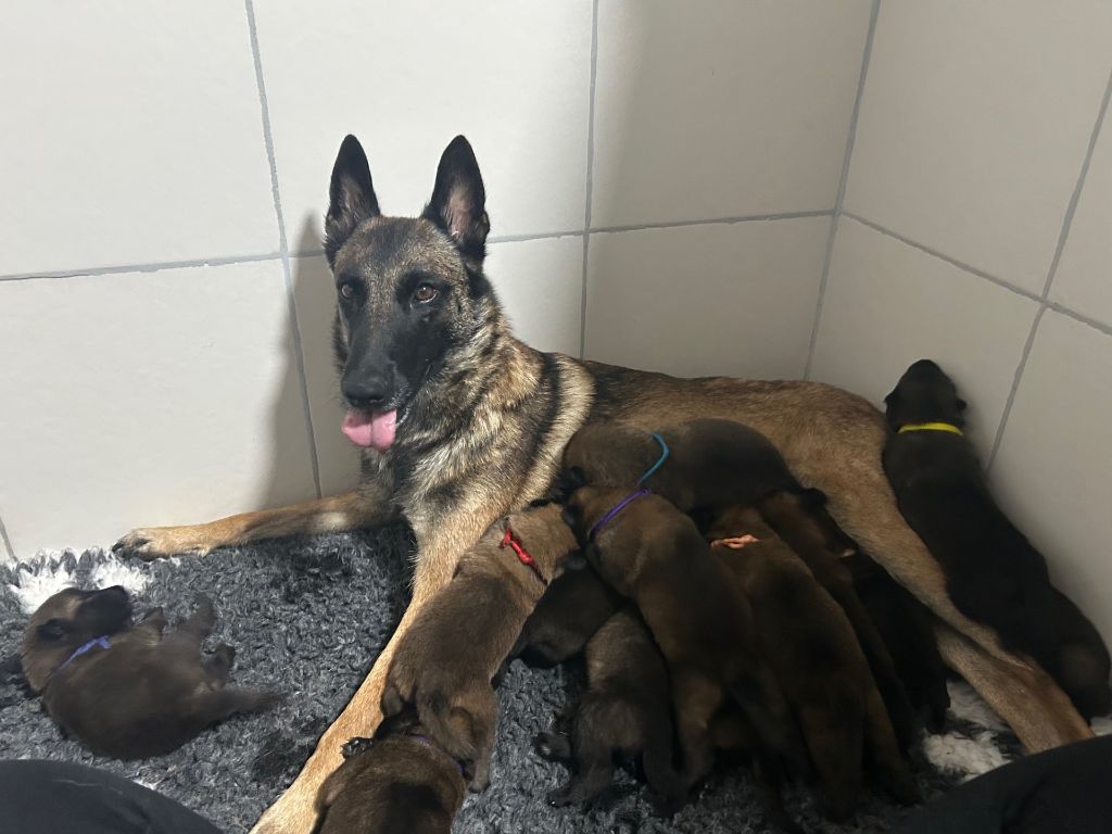 Chiot Berger Belge De La Butte Des Crocs Blancs