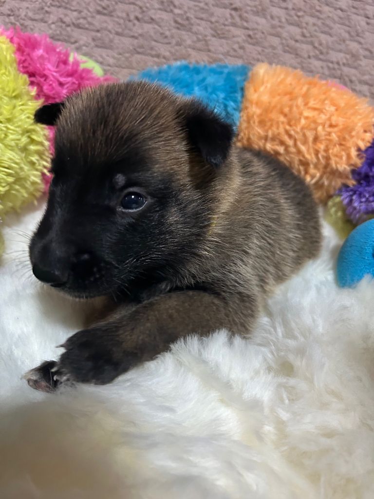 De La Butte Des Crocs Blancs - Chiots disponibles - Berger Belge