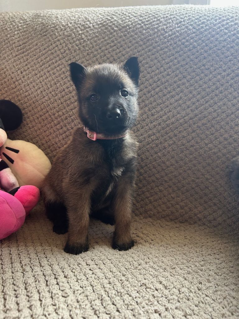 De La Butte Des Crocs Blancs - Chiots disponibles - Berger Belge