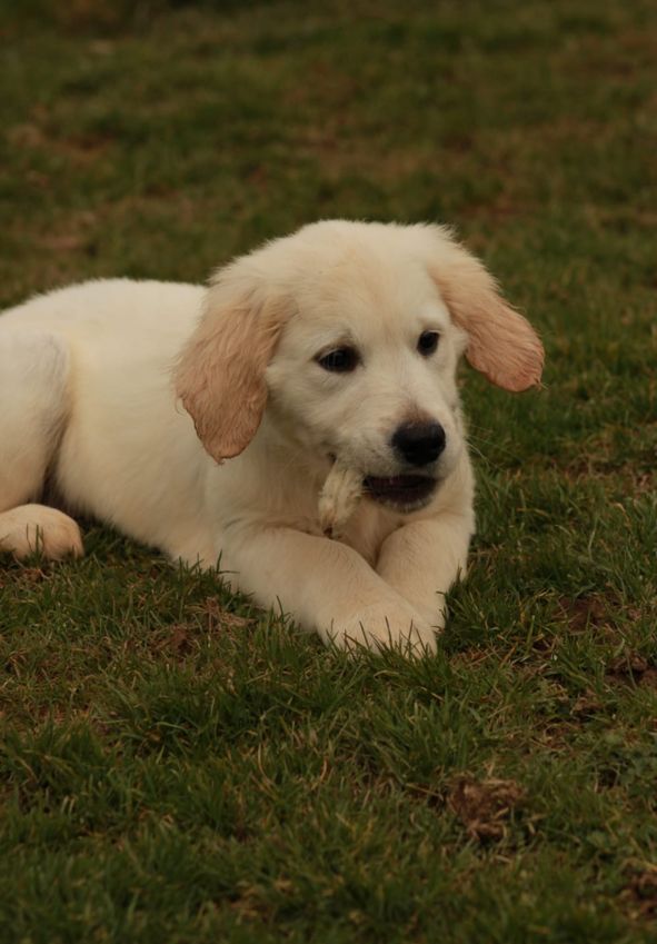 De La Butte Des Crocs Blancs - Chiots disponibles - Golden Retriever