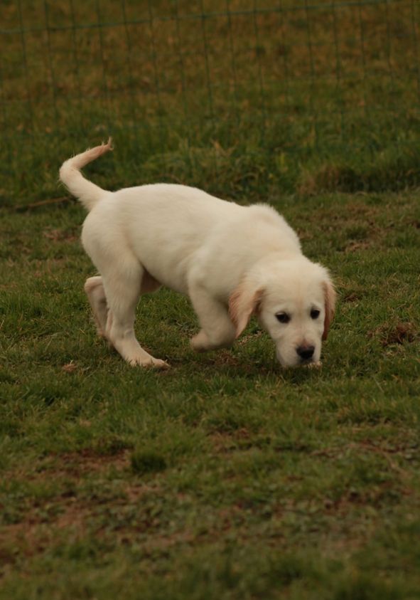 De La Butte Des Crocs Blancs - Chiots disponibles - Golden Retriever