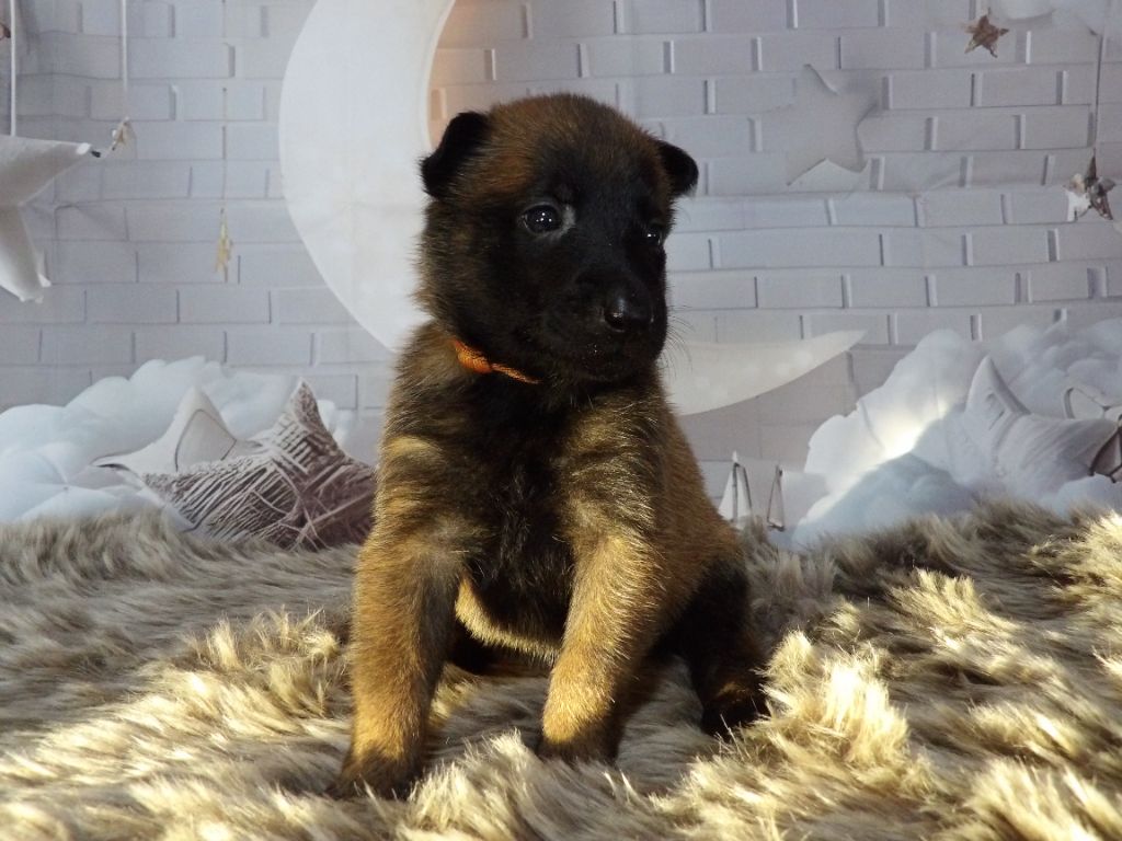 De La Butte Des Crocs Blancs - Chiots disponibles - Berger Belge