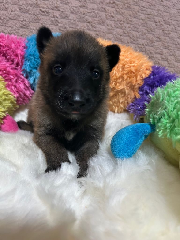 De La Butte Des Crocs Blancs - Chiots disponibles - Berger Belge