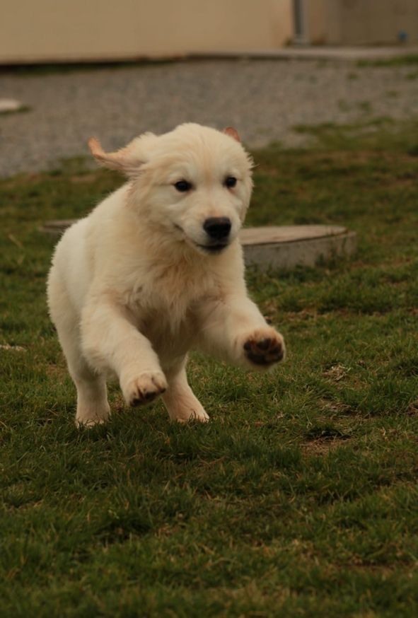 De La Butte Des Crocs Blancs - Chiots disponibles - Golden Retriever