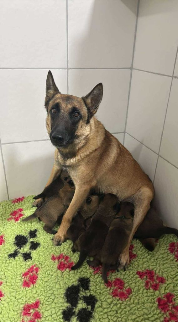 Chiot Berger Belge De La Butte Des Crocs Blancs