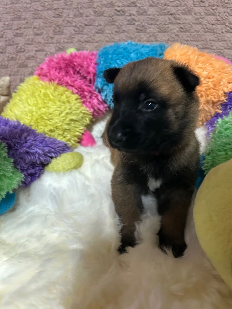 De La Butte Des Crocs Blancs - Chiots disponibles - Berger Belge