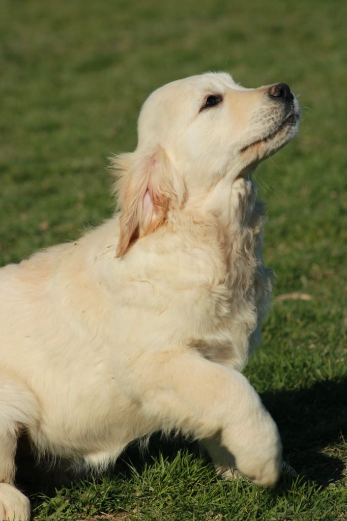 De La Butte Des Crocs Blancs - Chiots disponibles - Golden Retriever