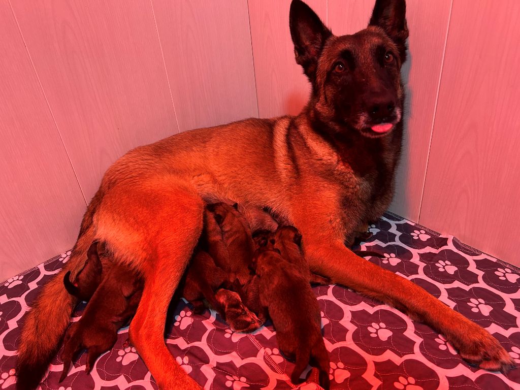 Chiot Berger Belge De La Butte Des Crocs Blancs