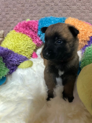 Femelle collier rouge