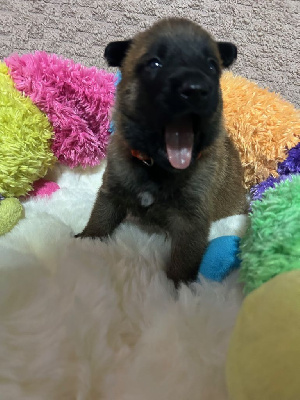 Femelle collier orange