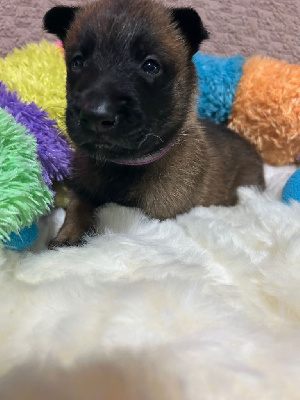 Femelle collier violet