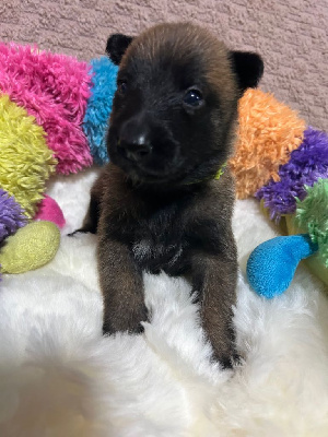 Femelle collier fluo