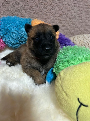 Femelle collier bordeaux