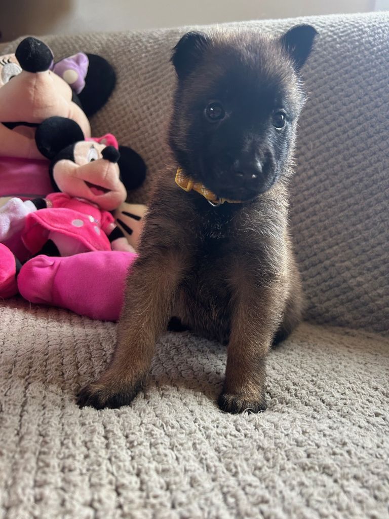 De La Butte Des Crocs Blancs - Chiots disponibles - Berger Belge